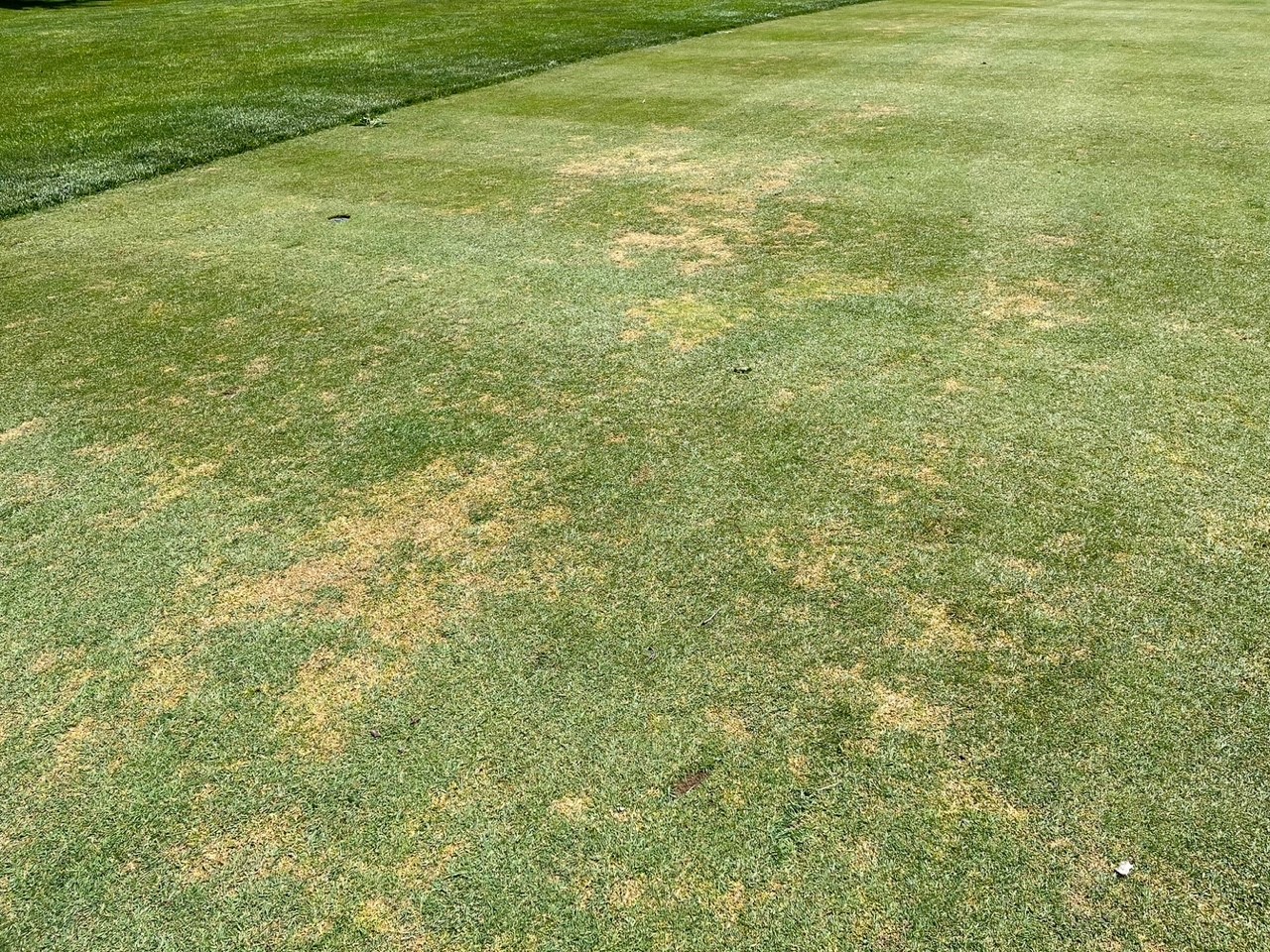 Annual bluegrass contaminated creeping bentgrass fairway showing damage.