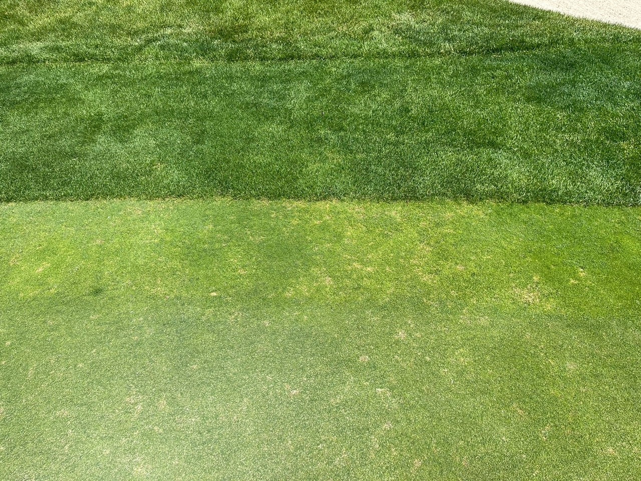 Damage to an annual bluegrass collar and putting green.