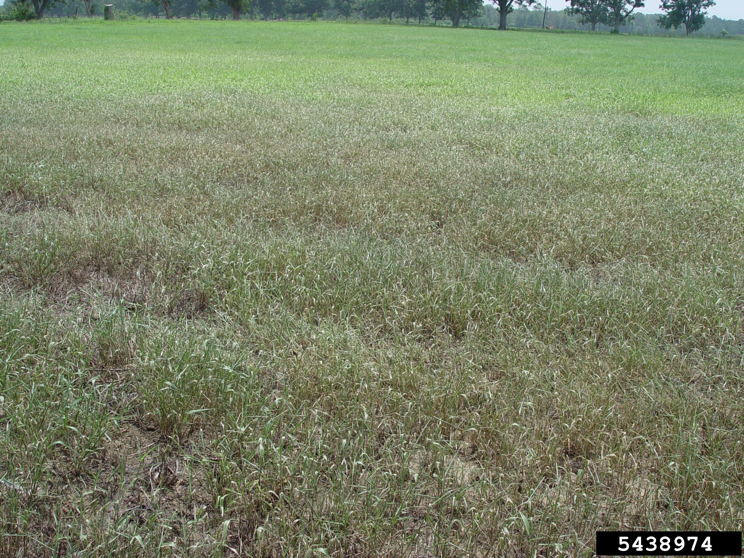 Grass pasture damaged from fall armyworms.