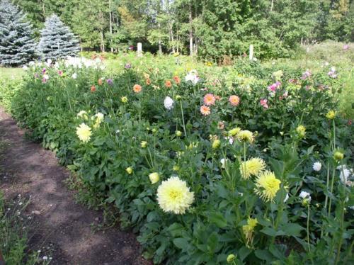 Dahlias