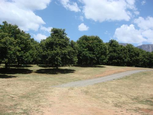 Chestnut tree