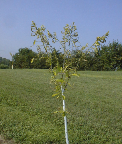 Soil nutrition problems