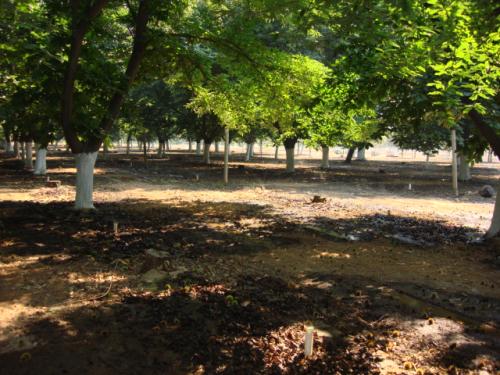 Trees in orchard