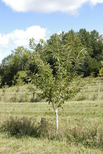 Chestnut tree