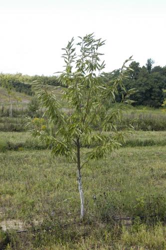 Chestnut tree