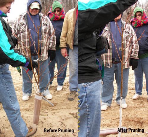 Pruning demonstration