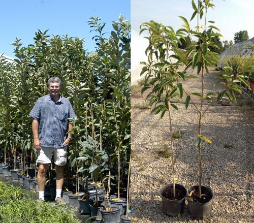 Forrest Keeling Nursery trees