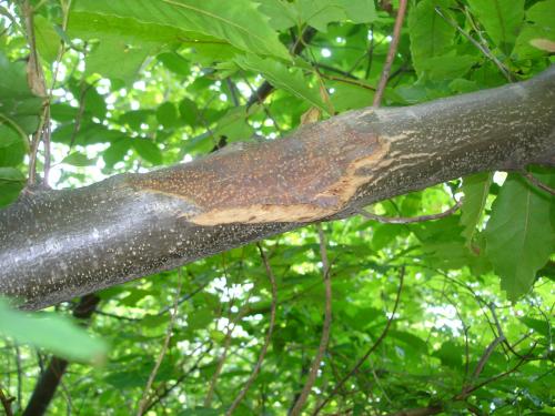 Chestnut blight