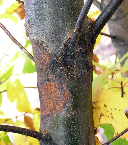 Canker on chestnut