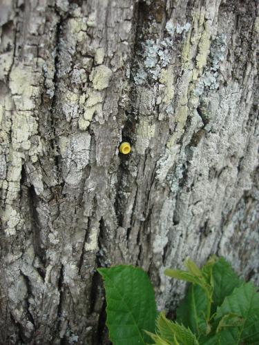 Injection site for Phytophthora root rot