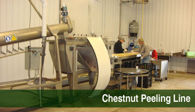 Chestnut peeling line