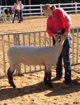 4-H youth showing sheep