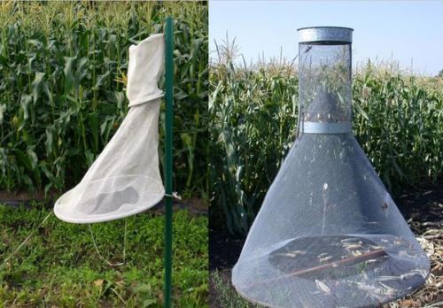 Different types of pheromone traps used in field; traps used in