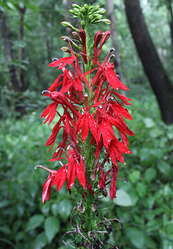 Cardinal flower