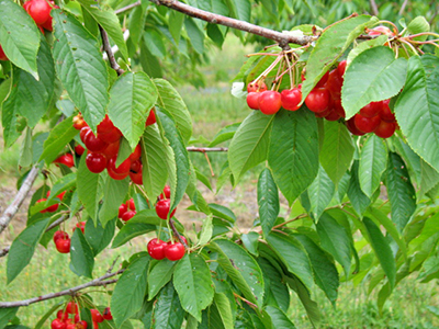 Cherries