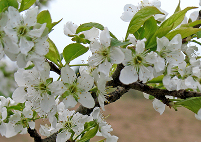 Cherry blossoms