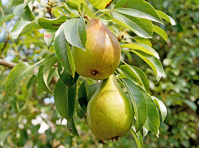 Considerations For Growing Backyard Tree Fruit Msu Extension