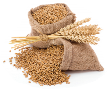 Facts About Gluten (HNI206) - Nutrition