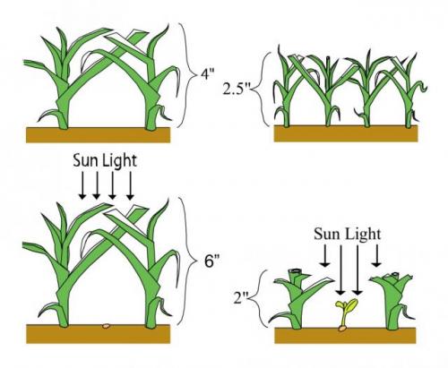 Grass Cutting Height Chart