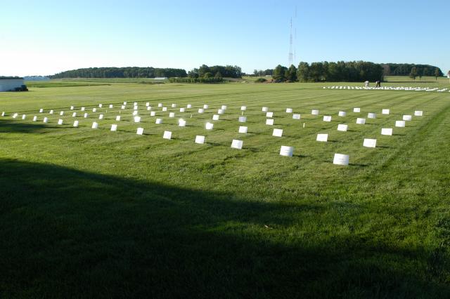 Bentgrass putting green cultivar performance