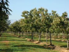 Chestnut orchard