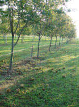 Chestnut orchard