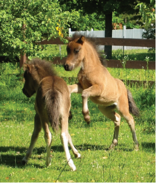 Miniature Horse Foaling Chart