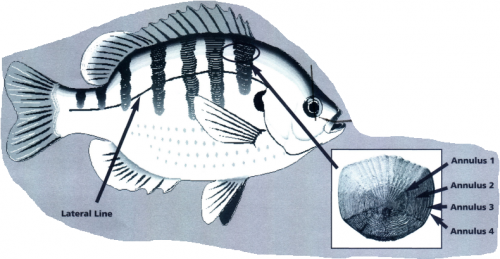 Determining The Age Of Fish E1774 Msu Extension