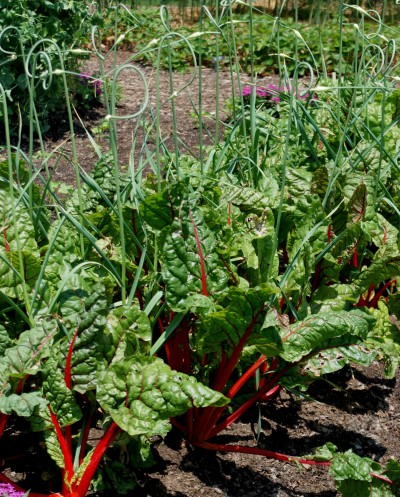 Green plants in garden.