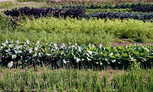 Vegetable garden with different plants.