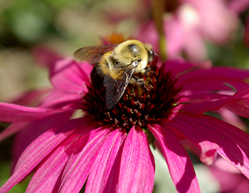Native bee on coneflower