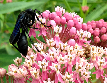 Predatory wasp on swamp milkweed