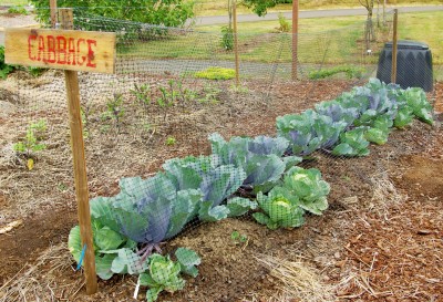 Compost as a sidedressing on cabbage.