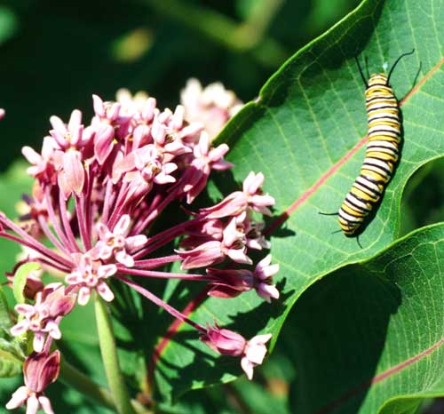 Close-up photo of a monarch butterfly larvae on a leaf.