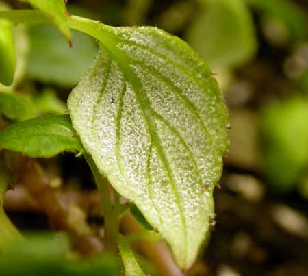 Close-up of a green leaf with white particles on it (fruiting bodies).