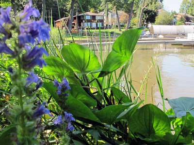 Flowers by the lake.