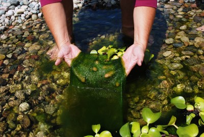 Algae and aquatic weeds clogging a stream (due to phosphorous).