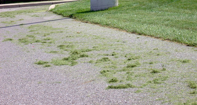 Mowed grass clippings on a sidewalk.