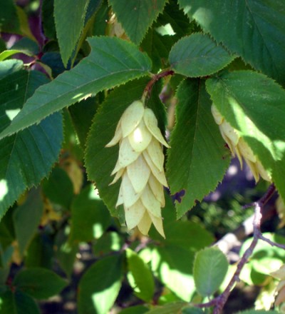 Close-up of hop-like fruit on hophornbeam tree.