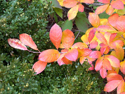 Fall-colored leaves on a tree branch.