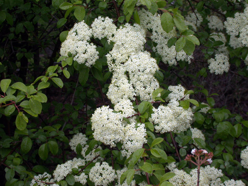 White blackhaw viburnum flowers.