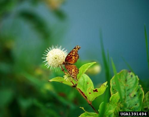 Close-up photo of a butterfly on a flower