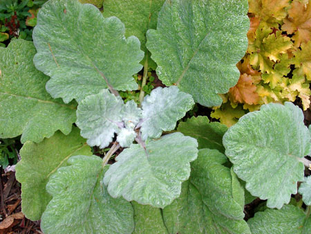 Close-up photo of silvery sage (Salviaargentea), a plant with silvery/hairy foliage 