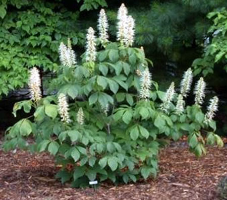 Photo of plant (bottlebrush buckeye) with summer flowers