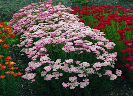 Vibrant pink flowers (‘Pink grapefruit’ yarrow)