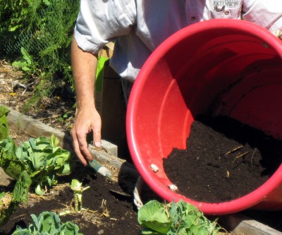 Compost being spread on top soil around garden plants