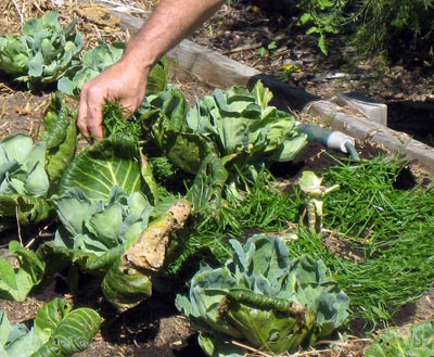 Grass clippings being spread onto soil on a flower bed.