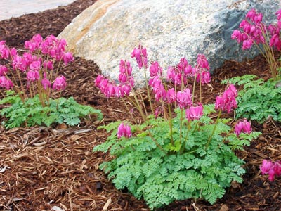 Pink flowers surrounded by woodchips.