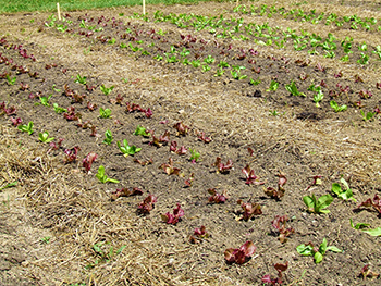 Rows of vegetables in soil with straw mulch