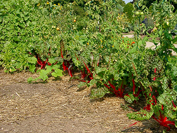 Close-up photo of vegetables in soil with straw mulch